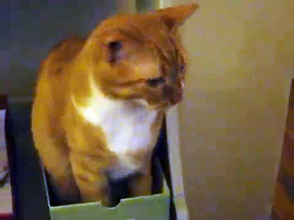Funny Kitty Replies To Cat Ringtone