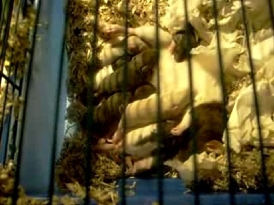 les bibous de Ange et Angel a 12 jours