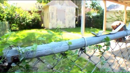 'I Thought I Was Going To Die': Woman Stabs, Kills Neighbor`s Dog As It Attacked Her