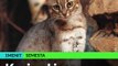 #1MENIT | Kucing Liar Terkecil Di Dunia