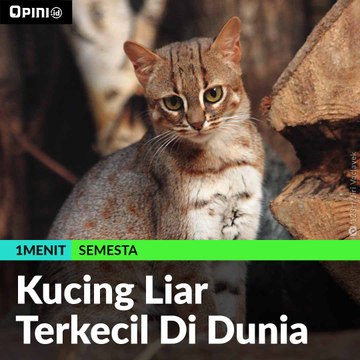 #1MENIT | Kucing Liar Terkecil Di Dunia