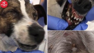 Dog Found On The Side Of The Road With Her Eyes And Mouth Glued!