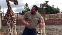 Update on the Giraffes of Animal Adventure with Jordan