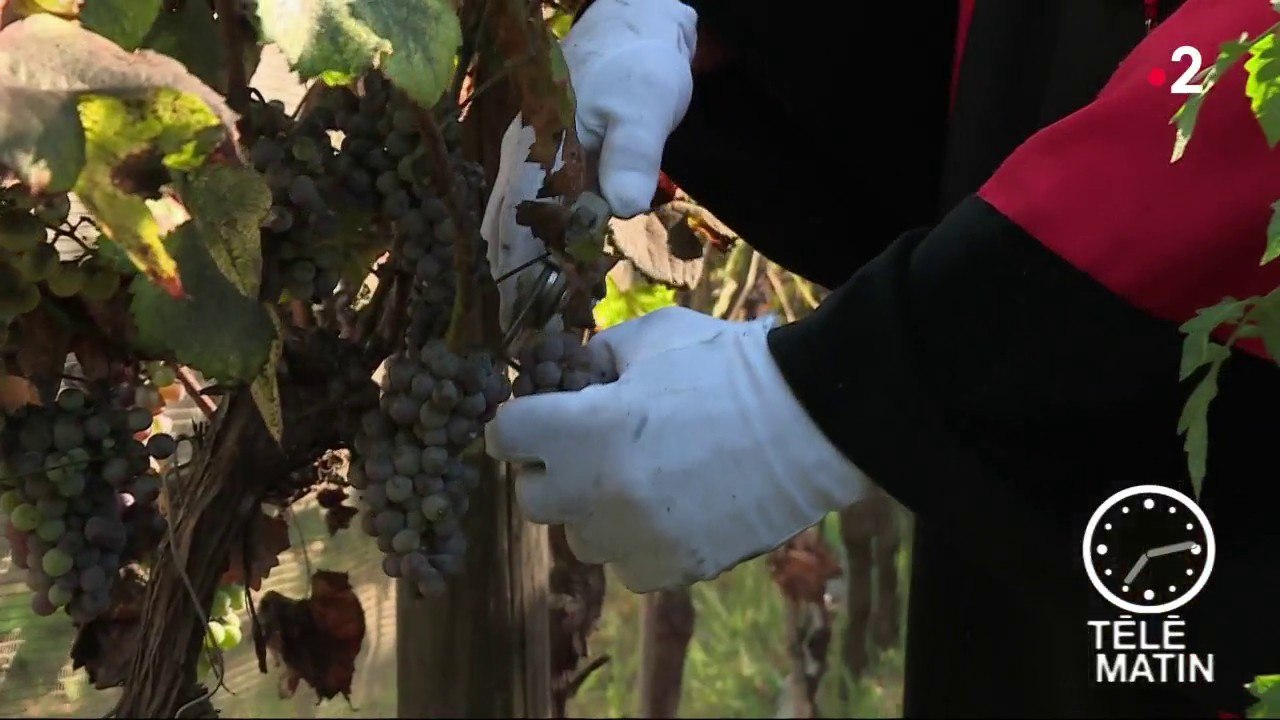 Sans frontières – Les vignes du Roi de France à Rome