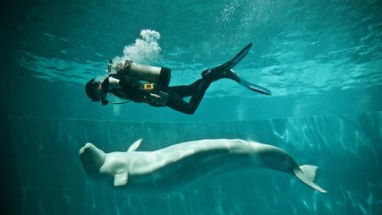 China: Caging The Ocean's Wild | 101 East