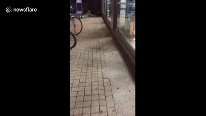 Man plays with fox outside Tesco supermarket