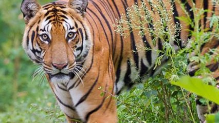 ಹಂಪಿಯಲ್ಲಿ ರಾಜ್ಯದ 3ನೇ ಹುಲಿ ಸಫಾರಿ ಕೇಂದ್ರ ಸದ್ಯದಲ್ಲೇ ಆರಂಭ | Oneindia Kannada