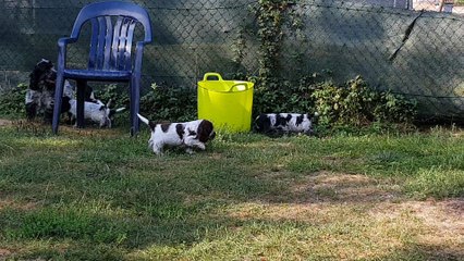 Septembre 2018, bébés cockers, 5 semaines