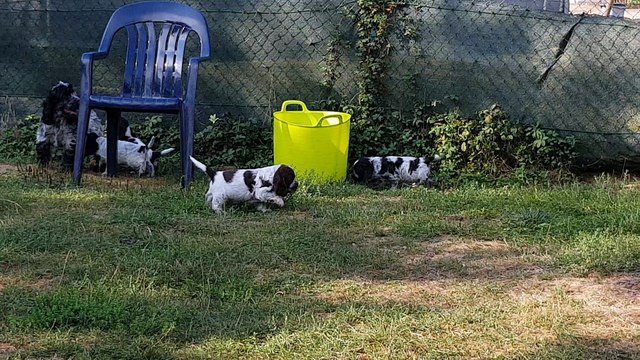 Septembre 2018, bébés cockers, 5 semaines