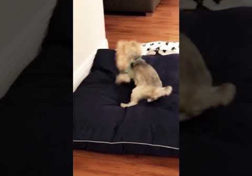 Bark Sabbath: Heavy Metal Pooch Rocks Out