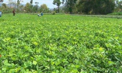Pipanisasi Irigasi Beri Keuntungan Bagi Petani