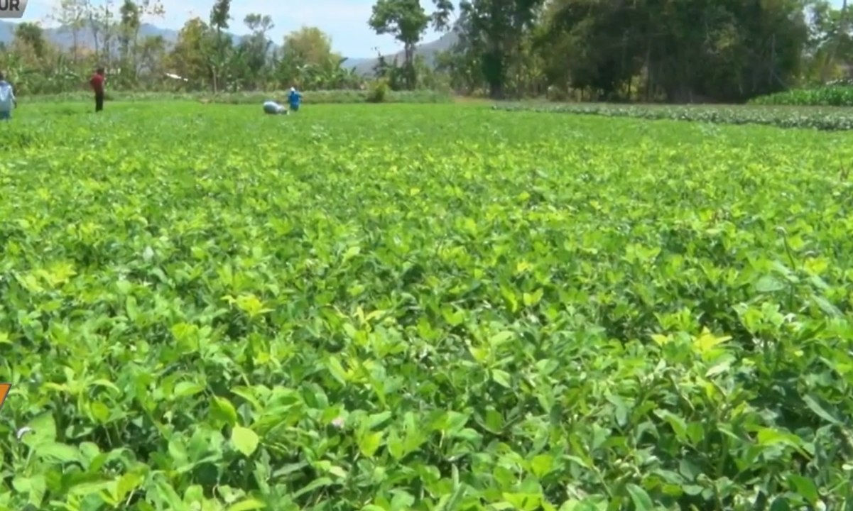 Pipanisasi Irigasi Beri Keuntungan Bagi Petani