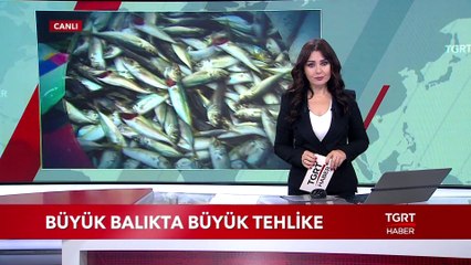 Büyük Balıkta Büyük Tehlike!