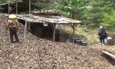 Kemarau Bawa Berkah Bagi Perajin Minyak Cengkeh