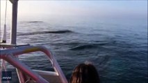 Trois baleines sautent hors de l'eau
