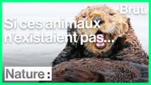 Si ces animaux n'existaient pas….