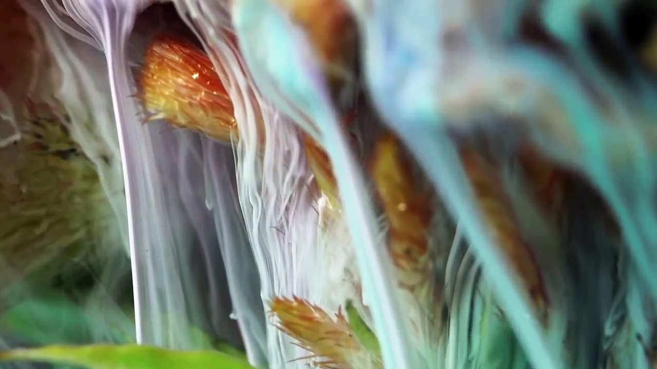 Schönsten Dinge in Zeitlupe!