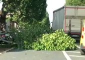Fallen Tree Blocks Road in Dublin as Storm Ali Hits