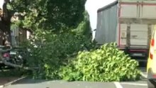 Fallen Tree Blocks Road in Dublin as Storm Ali Hits