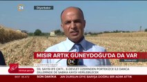 Mısır yüz güldürdü