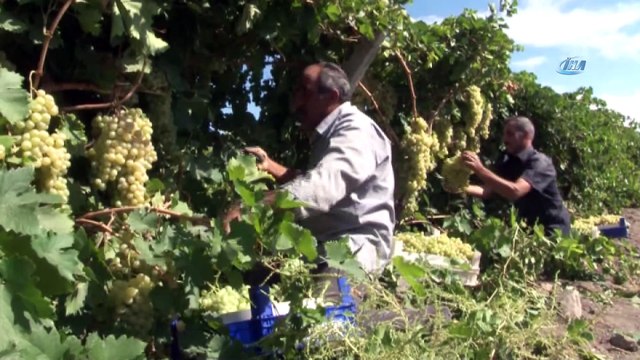 Üzümde bereket yılı, Türkiye'nin yarısı Elazığ'dan ürün alıyor