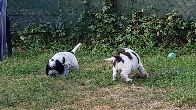Petite vidéo des chiots de Nana et de Laly, 5 semaines