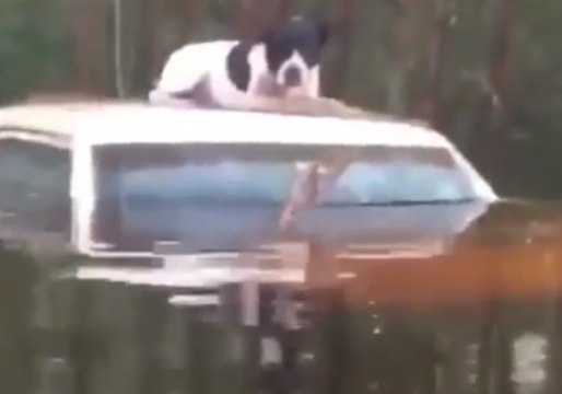 Animal Rescuer Braves North Carolina Floods to Save Stranded Dogs