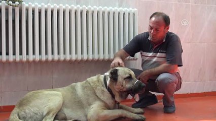 Kangal Köpeklerinin Tümörleri Operasyonla Alındı