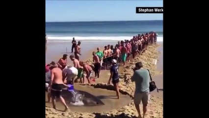 Cette vidéo d'une chaîne humaine pour sauver un requin redonne espoir en l'Humanité