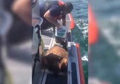 US Coast Guard Rescues Injured Sea Turtle Off Plantation Key
