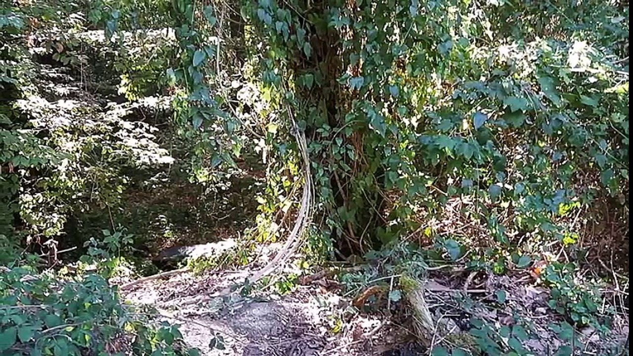Rando navette à Ozoir-la-Ferrière