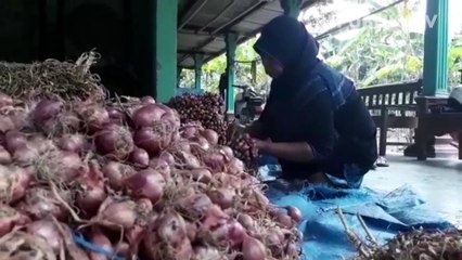 Petani Bawang di Bantul Keluhkan Harga Jual Rendah