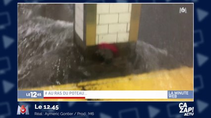 La vidéo d'un rat se protégeant des inondations fait le buzz