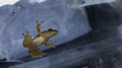 Saving a species: efforts to revive Pickersgill Reed Frog numbers