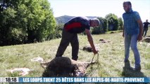 Attaque de loups à la Bréole (Alpes-de-Haute-Provence)