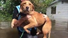 PETA Animal Rescue Team Saves Dogs and Cats Trapped by Floodwaters