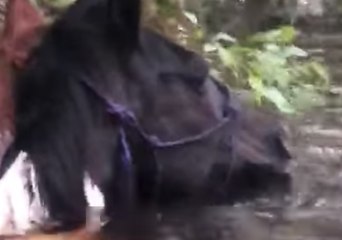 Two 'Scared and Confused' Horses Found Neck-Deep in Flood Waters