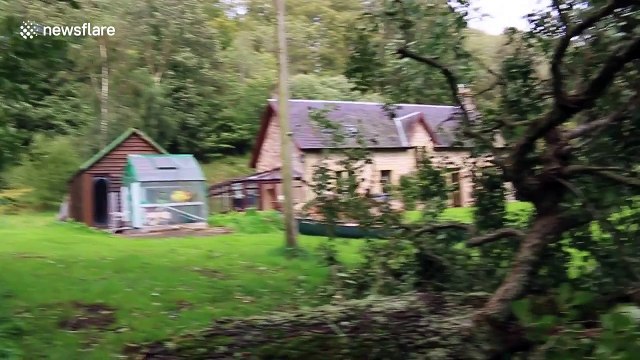 Trees felled, telephone wires destroyed in wake of Storm Ali