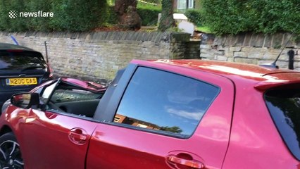 Falling tree flattens car in Sheffield