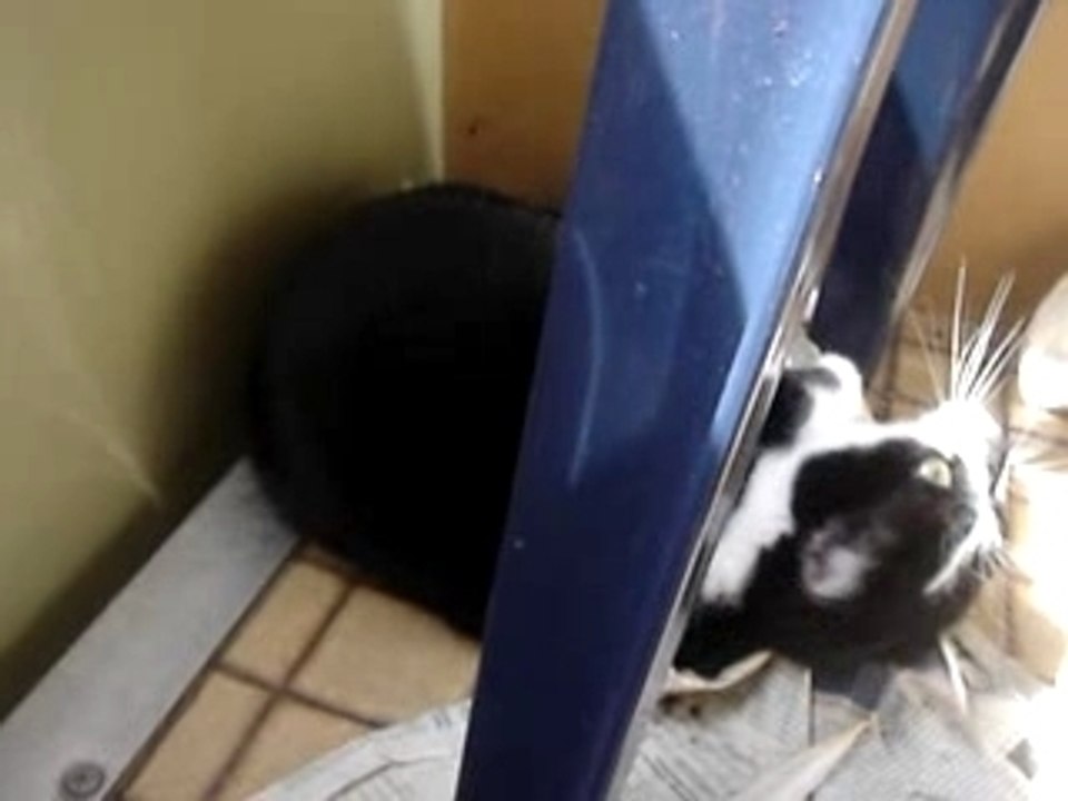 chat qui repond pas!