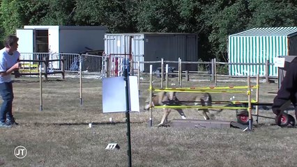 L'attelage canin : des chiens de compétition - 19/09/2018