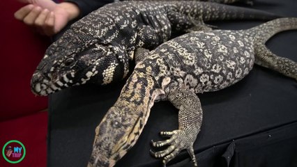 Indo Pet Expo 2018 Indonesian Convention Exhibition