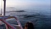 Three whales jump out of the water / Trois baleines sautent hors de l'eau