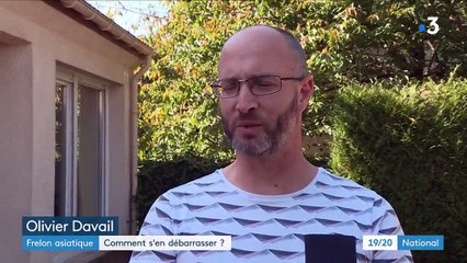 Le frelon asiatique, un fléau qui profite de la douceur des températures