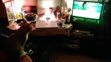 Chat regardant ses congénères à la télé  , 11/09/2018 !+