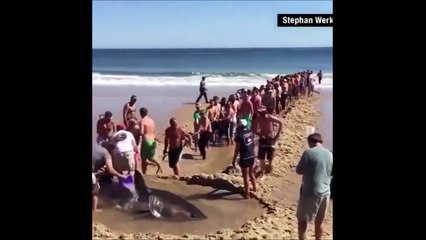 Des touristes improvisent une chaîne humaine pour sauver un requin échoué sur la plage