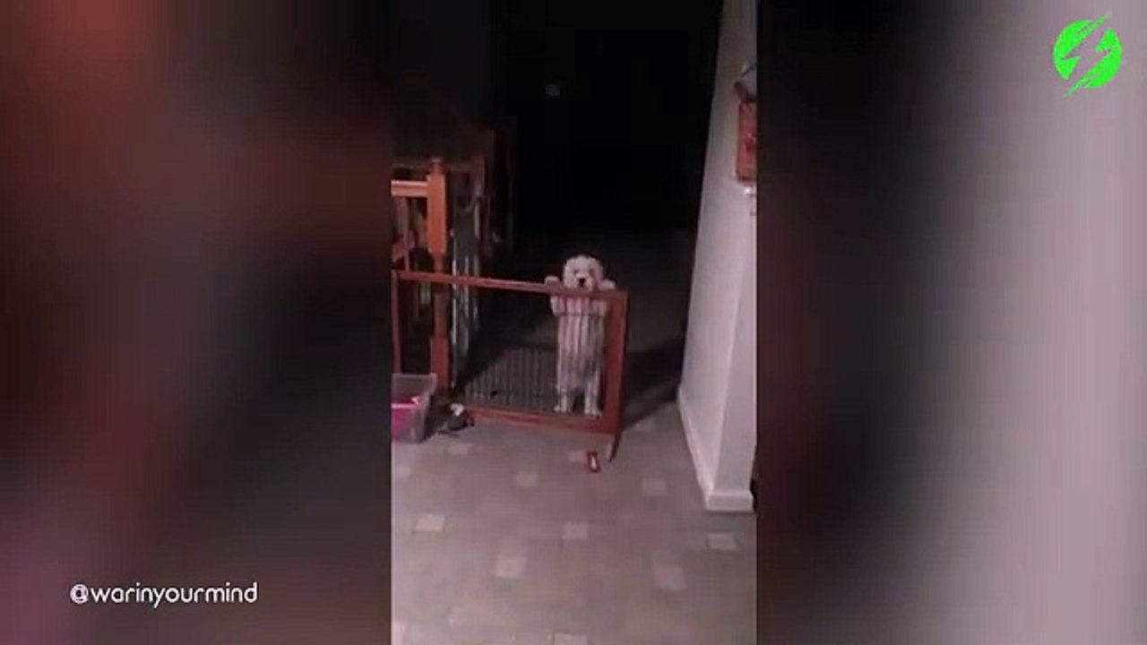 Ce chien est vraiment idiot