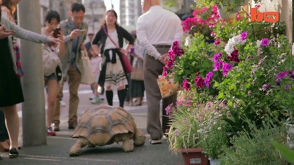 下载视频: Un papy et son animal de compagnie insolite : une énorme tortue