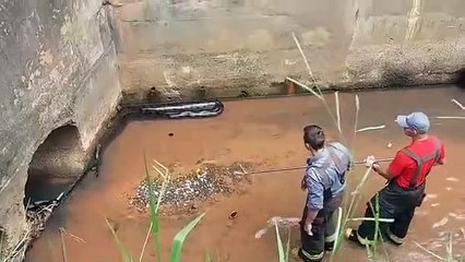 Ils découvrent un anaconda dans une canalisation