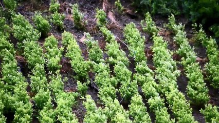 Colombia se mantiene como mayor productor de cocaína del mundo